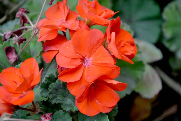 Pelargonien Geranien Schöne Blumen Abstrakten Hintergrund Der Natur Sommerlandschaft Natürlicher — Stockfoto