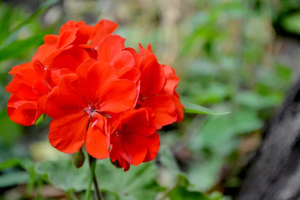 Pelargonium Geranium Pięknie Kwitnące Krzewy Pelargonii Czerwonej — Zdjęcie stockowe