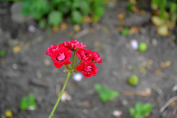 Plantas Herbáceas Semiarbustivas Perennes Pelargonio Geranio Hermoso Fondo Abstracto Floral — Foto de Stock