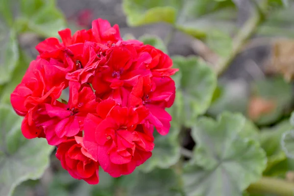 Pelargonio Geranio Hermoso Fondo Abstracto Floral Naturaleza Paisaje Verano Naturales —  Fotos de Stock