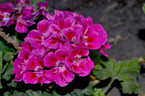 Pelargonium Geranium Piękne Kwiatowe Abstrakcyjne Tło Natury Letni Krajobraz Wieloletnie — Zdjęcie stockowe