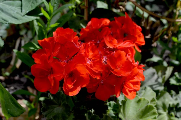 Pelargonium Geranium Prachtige Bloemen Abstracte Achtergrond Van Natuur Zomer Landschap — Stockfoto