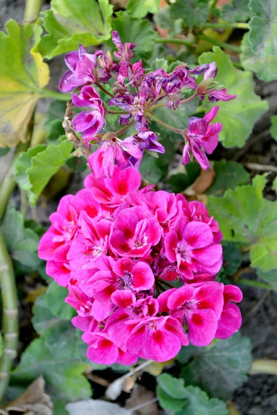 Pelargonien Geranien Schöne Blumen Abstrakten Hintergrund Der Natur Sommerlandschaft Natürlicher — Stockfoto