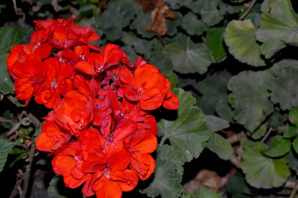 Pelargonien Geranien Schöne Blumen Abstrakten Hintergrund Der Natur Staude Oder — Stockfoto