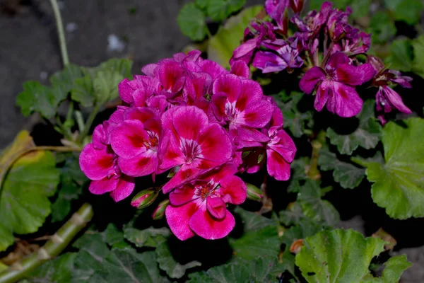 고니온 제라늄 아름다운 모양의 추상적 자연의 다년생 식물이다 분홍색 고니온 — 스톡 사진