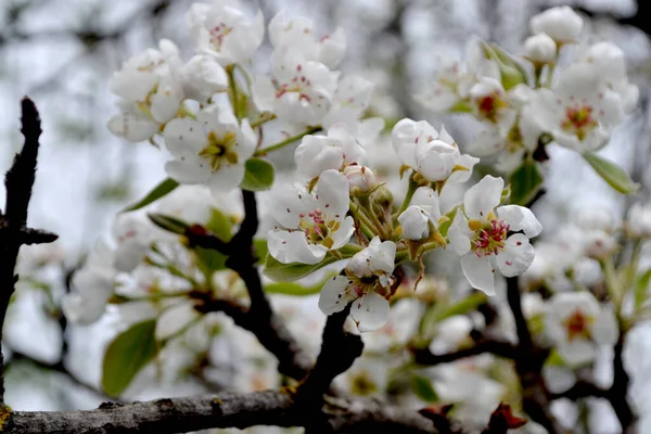 Schöne Blumen Abstrakten Hintergrund Der Natur Birnbaum Birnenblumen Frühlingslandschaft Pyrus — Stockfoto