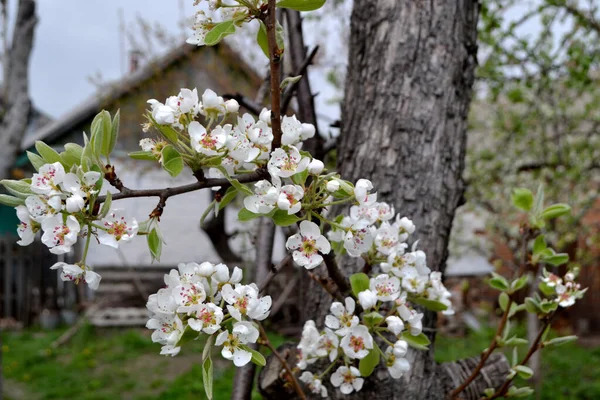 Birnbaum Birnenblumen Schöner Hintergrund Frühling Pyrus Communis Schöner Blühender Baum — Stockfoto