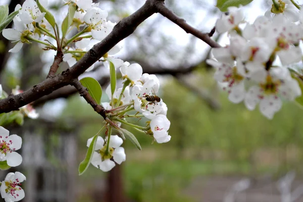 Αχλάδι Αχλάδια Ωραίο Φόντο Πύρρος Κόμουνις Όμορφο Ανθισμένο Δέντρο Λουλούδια — Φωτογραφία Αρχείου