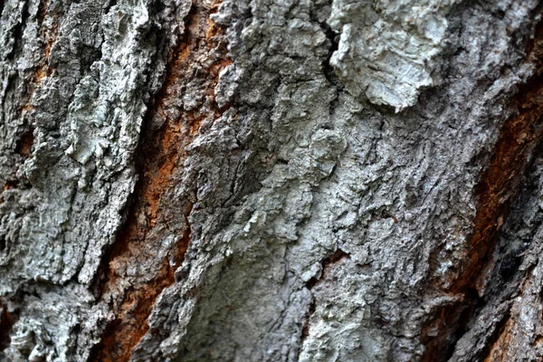 Ağaç kabuğunun dokusu. Köydeki ısıtma mevsimi için hazırlıklar. Bahçede yakacak odun var. Kütüğün fotoğrafı. Köy, orman. Doğal nedenler
