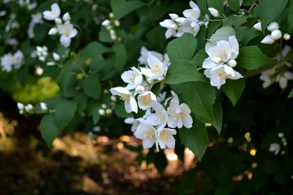 Jasminstrauch Jasminblüten Schöne Blumen Abstrakten Hintergrund Der Natur Frühlingslandschaft Jasminum — Stockfoto