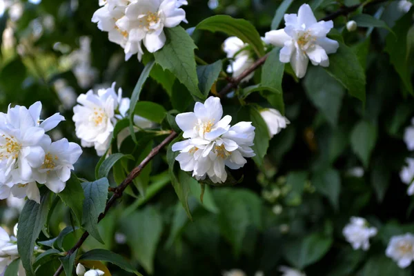 Jasmijnstruik Jasmijnbloemen Prachtige Bloemen Abstracte Achtergrond Van Natuur Voorjaarslandschap Jasminum — Stockfoto