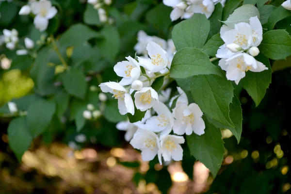 Krzak Jaśminu Kwiaty Jaśminu Piękne Kwiatowe Abstrakcyjne Tło Natury Wiosenny — Zdjęcie stockowe