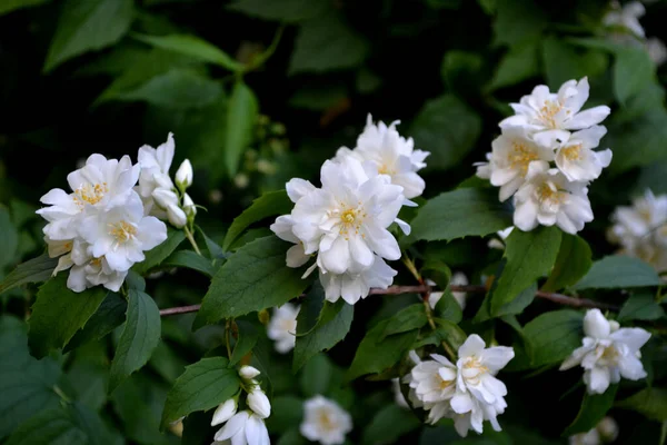 Jasminstrauch Jasminblüten Schöne Blumen Abstrakten Hintergrund Der Natur Frühlingslandschaft Jasminum — Stockfoto