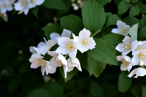 Jasminstrauch Jasminblüten Schöne Blumen Abstrakten Hintergrund Der Natur Frühlingslandschaft Jasminum — Stockfoto