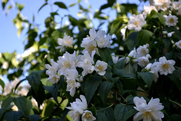 Jasminstrauch Jasminblüten Schöne Blumen Abstrakten Hintergrund Der Natur Frühlingslandschaft Jasminum — Stockfoto