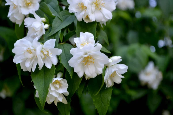 Jasminstrauch Jasminblüten Schöne Blumen Abstrakten Hintergrund Der Natur Frühlingslandschaft Jasminum — Stockfoto