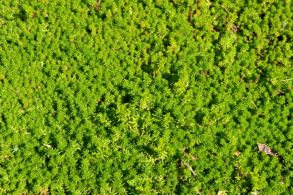 Sedum Stonecrop Krásné Bylinné Abstraktní Pozadí Přírody Jarní Krajina Hare — Stock fotografie