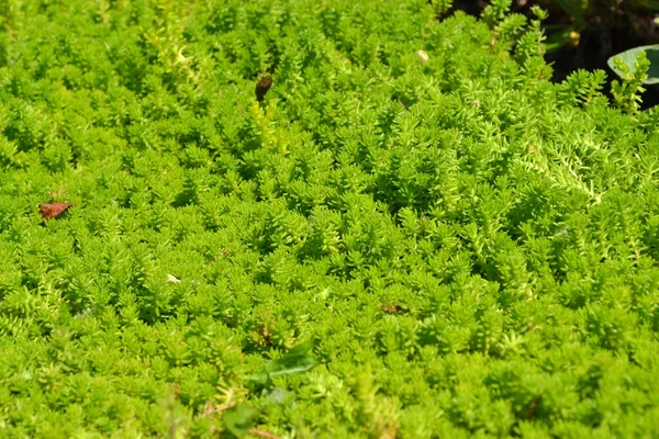 ストーンクロップだ セダム 自然の美しいハーブ抽象的な背景 春の風景 キャベツを 緑の苔 美しい観賞用草の植物 春の花壇 — ストック写真