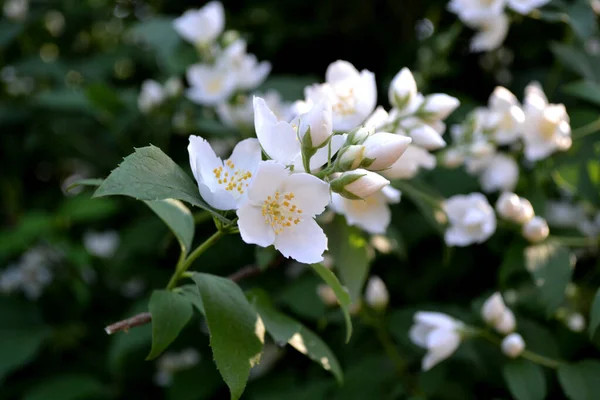 Jasminstrauch Jasminblüten Schöne Blumen Abstrakten Hintergrund Der Natur Frühlingslandschaft Jasminum — Stockfoto