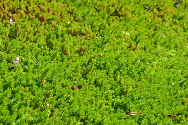 Седум Каменная Капля Красивый Травяной Абстрактный Фон Природы Весенний Пейзаж — стоковое фото
