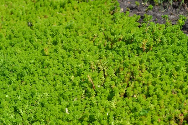 Stonecrop Sedum Krásné Bylinné Pozadí Přírody Zelí Zaječí — Stock fotografie