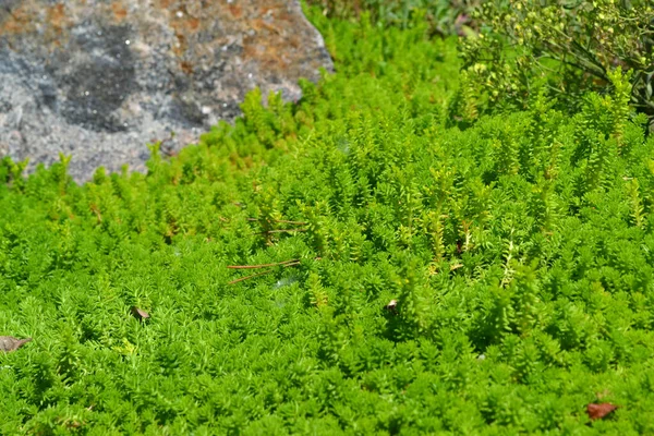 石头砸人Sedum 美丽的草本抽象的自然背景 春天的风景 小白菜 — 图库照片