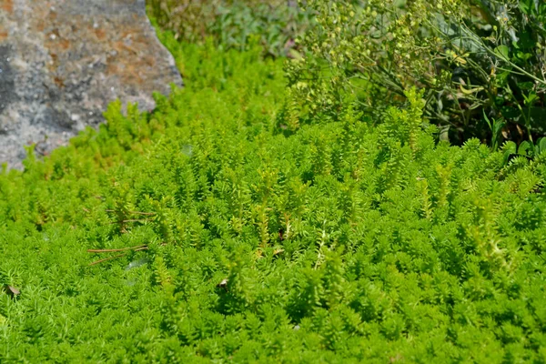 ストーンクロップだ セダム 自然の美しいハーブ抽象的な背景 春の風景 キャベツを — ストック写真