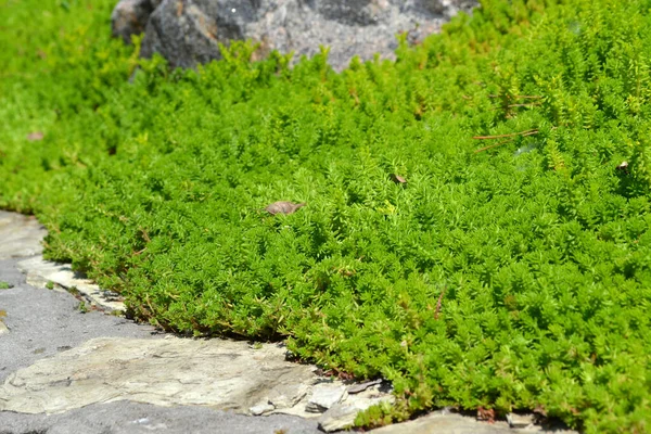 ストーンクロップだ セダム 自然の美しいハーブ抽象的な背景 春の風景 キャベツを 緑の苔 — ストック写真