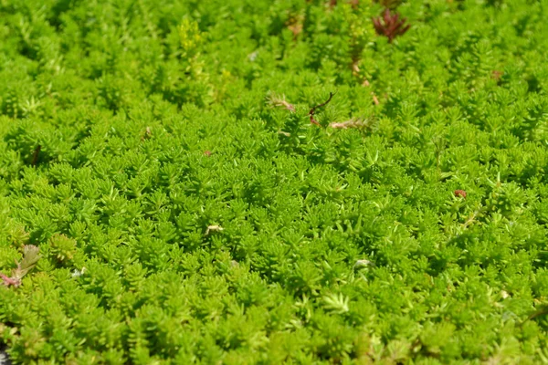 Pierre Sedum Beau Fond Abstrait Base Plantes Nature Paysage Printanier — Photo