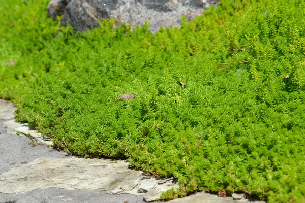 Stonecrop Sedum Krásné Bylinné Abstraktní Pozadí Přírody Jarní Krajina Hare — Stock fotografie