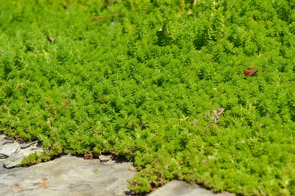 Stonecrop Vagyok Szedum Gyönyörű Növényi Elvont Háttér Természet Tavaszi Táj — Stock Fotó