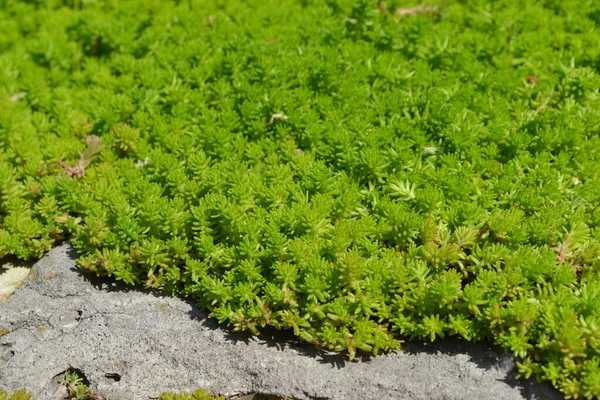 石头砸人Sedum 美丽的草本抽象的自然背景 春天的风景 小白菜青苔 美丽的观赏植物 — 图库照片