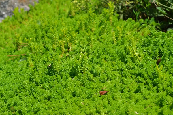 Sedum Stonecrop Hermoso Fondo Abstracto Hierbas Naturaleza Primavera Col Liebre — Foto de Stock