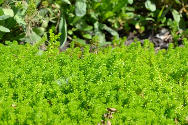 Sedum Stonecrop Beautiful Herbal Abstract Background Nature Spring Landscape Hare — Stock Photo, Image