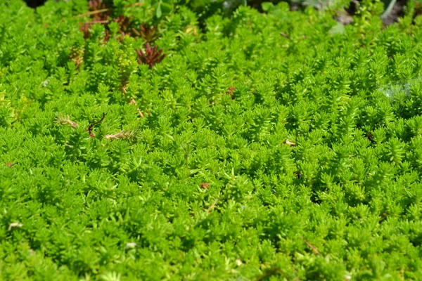 Sedum Stonecrop Krásné Bylinné Abstraktní Pozadí Přírody Jarní Krajina Hare — Stock fotografie