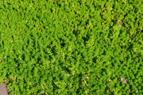 セダム ストーンクロップだ 自然の美しいハーブ抽象的な背景 春の風景 キャベツを 緑の苔 美しい — ストック写真