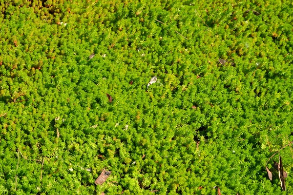 セダム ストーンクロップだ 自然の美しいハーブ抽象的な背景 春の風景 キャベツを 緑の苔 美しい観賞用草の植物 春の花 — ストック写真