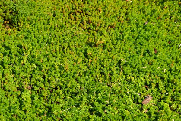 Szedum Stonecrop Vagyok Gyönyörű Növényi Elvont Háttér Természet Tavaszi Táj — Stock Fotó