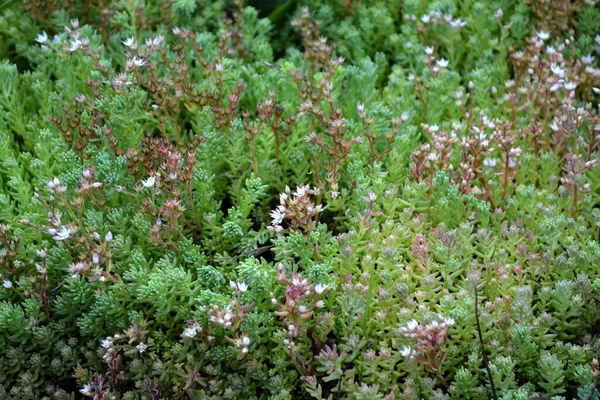 Szedum Gyönyörű Gyógynövény Háttér Természet Stonecrop Vagyok Nyúl Káposzta — Stock Fotó