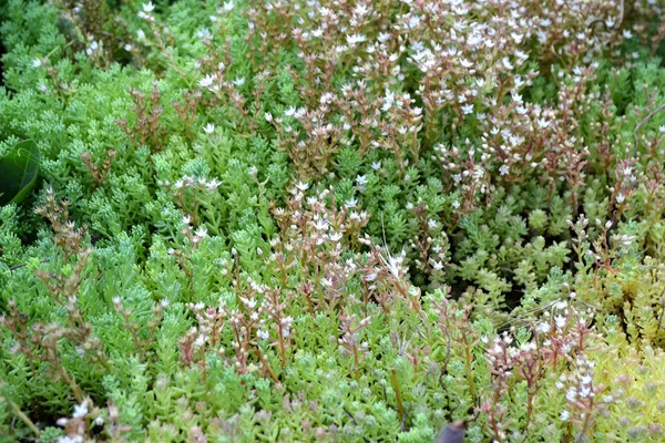 Sedum Belo Fundo Ervas Natureza Stonecrop Paisagem Primavera Repolho Lebre — Fotografia de Stock