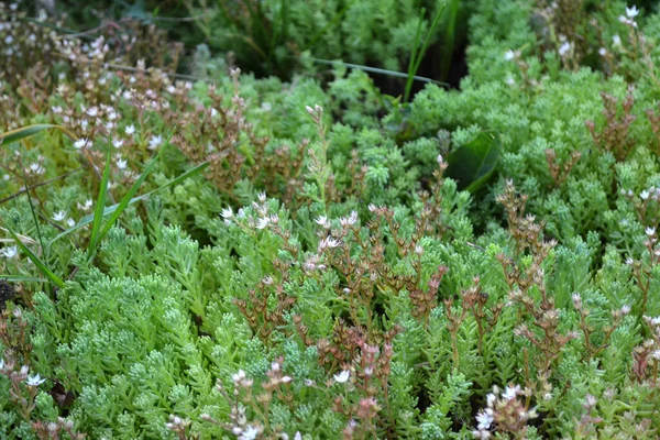 Sedum Schöne Pflanzliche Hintergrund Der Natur Steinekrop Frühling Hasenkohl — Stockfoto