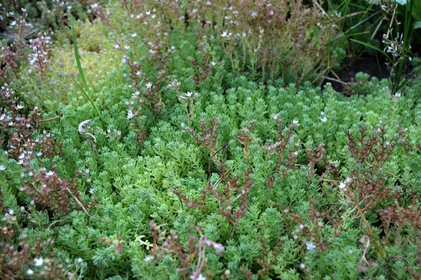 Sedum Piękne Ziołowe Abstrakcyjne Tło Natury Uprawa Kamieni Wiosenny Krajobraz — Zdjęcie stockowe