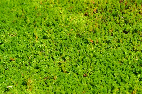 セダム 自然の美しいハーブ抽象的な背景 ストーンクロップだ 春の風景 キャベツを 緑の苔 美しい観賞用草の植物 春の花壇 — ストック写真