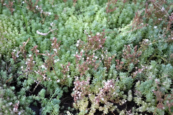 Gyönyörű Gyógynövény Háttér Természet Tavasz Szedum Stonecrop Vagyok Nyúl Káposzta — Stock Fotó