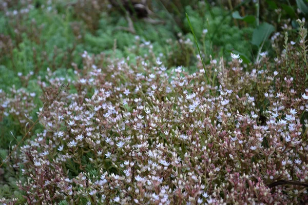 Beautiful Herbal Background Nature Spring Landscape Sedum Stonecrop Hare Cabbage — Stock Photo, Image