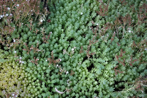 Beautiful Herbal Background Nature Spring Landscape Hare Cabbage Sedum Stonecrop — Stock Photo, Image