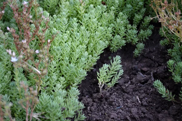 Beau Fond Base Plantes Nature Paysage Printanier Sedum Pierre Chou — Photo