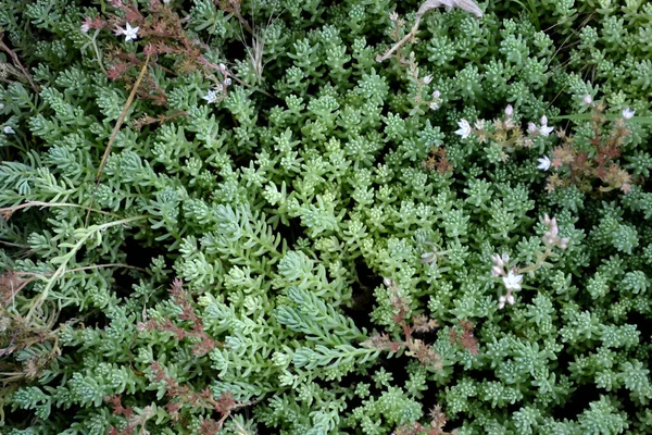Gyönyörű Növényi Elvont Háttér Természet Tavaszi Táj Szedum Stonecrop Vagyok — Stock Fotó