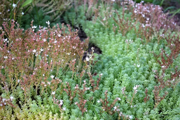 Красивый Травяной Абстрактный Фон Природы Весенний Пейзаж Кроличья Капуста Седум — стоковое фото