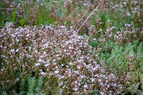 Belo Fundo Abstrato Ervas Natureza Paisagem Primavera Repolho Lebre Sedum — Fotografia de Stock